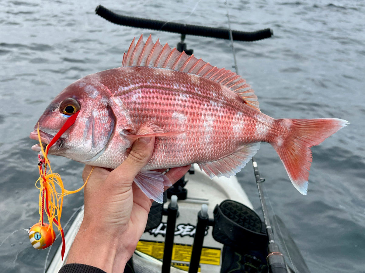 A Couch's Bream caught using the Fish Nugz Kabura Jig